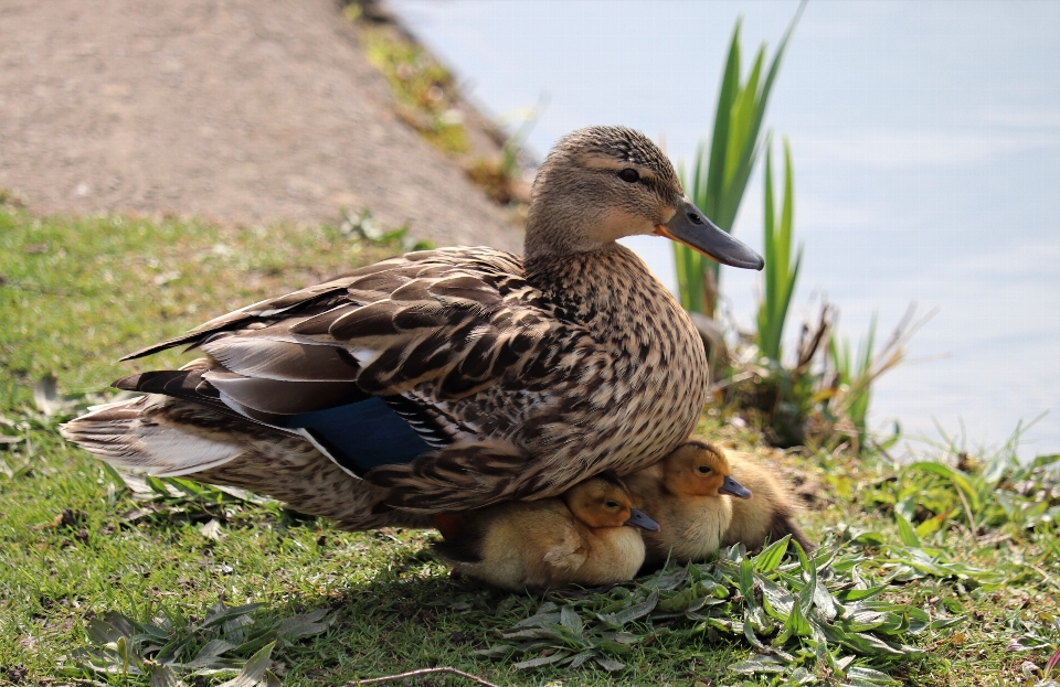 Pato patos patinho patinhos
