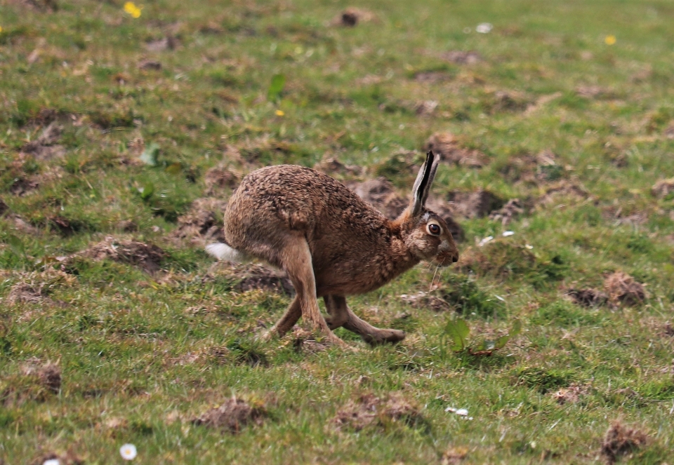 Hare hares running field