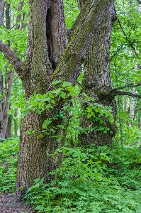 Photo Bois arbre caryer à écorce de coquillage
 forêt ancienne
