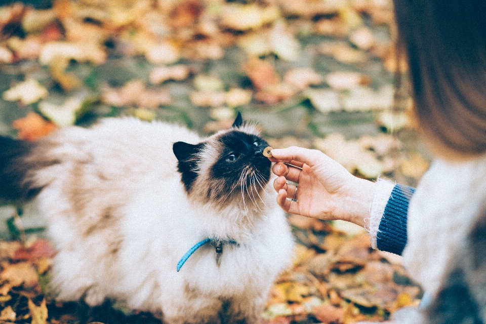 猫 快照 犬科
 狗