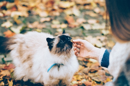 Foto Kucing foto canidae
 anjing