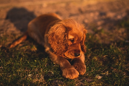 Foto Anjing mamalia bertulang belakang
 canidae
