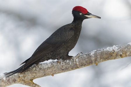 Vogel wirbeltier
 schnabel specht
 Foto