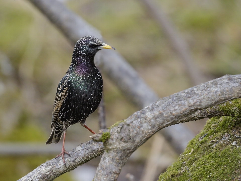 Burung bertulang belakang
 paruh jalak eropa
