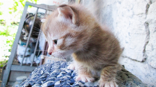 Foto Anak kucing artistik kartu