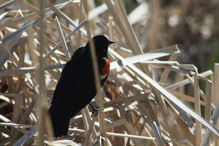 鳥 聖域 公園 自然 写真