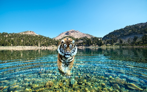 Foto Harimau lanskap alam hutan