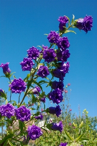 Photo Fleurs usine nature fleur