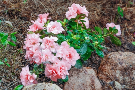 Flowers plant nature flower Photo