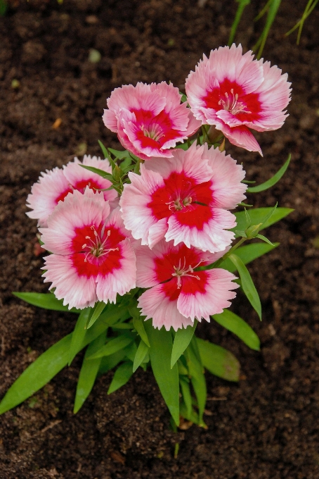 Flowers plant nature flower