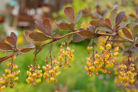 Blumen anlage natur blume Foto