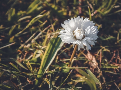 Foto Bunga aster musim panas alam