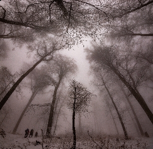 Foto Alam pohon pemandangan alam
 fenomena atmosfer
