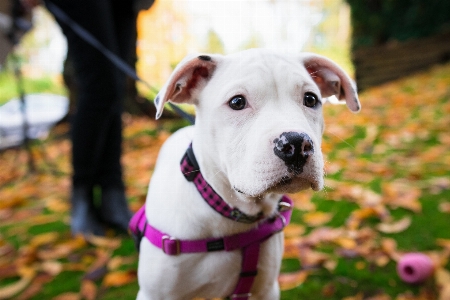 Dog mammal vertebrate breed Photo