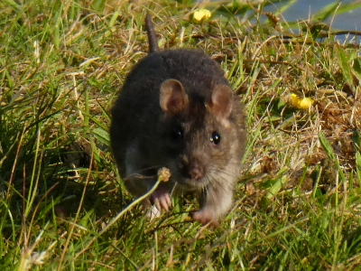 Rat rats rodent running Photo