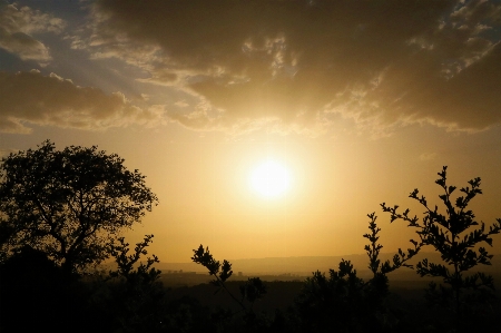 Spring nature plant sunset Photo