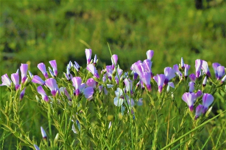 Blumen frühling natur anlage Foto