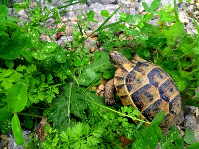 Turtle terrestrial animal box kinosternidae Photo