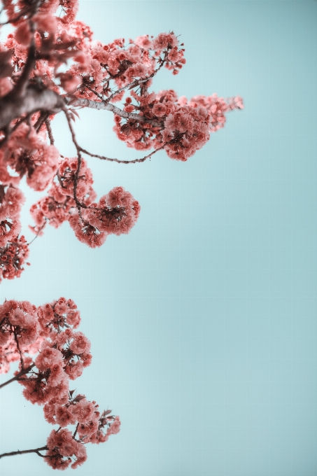 Blossom flower pink spring