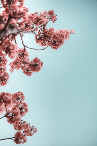 Blossom flower pink spring Photo