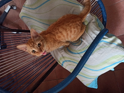 Foto Kucing felidae
 berukuran kecil hingga sedang
 cambang
