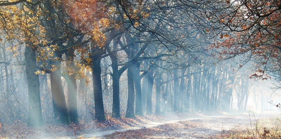 Nebbioso
 sole foresta
 paesaggio naturale
