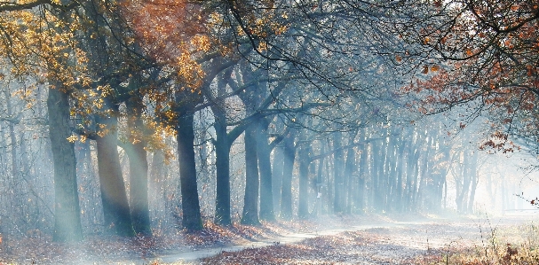 Misty sun forrest natural landscape Photo