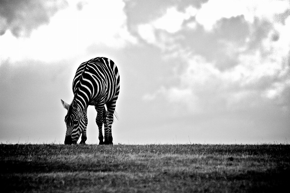 Zebra tierwelt weiss landtier
