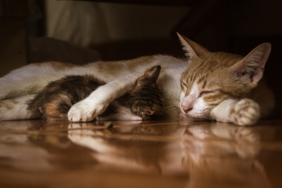 Kucing berukuran kecil hingga sedang
 felidae
 cambang
