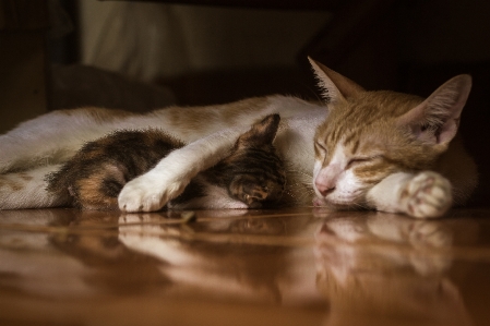 Foto Kucing berukuran kecil hingga sedang
 felidae
 cambang
