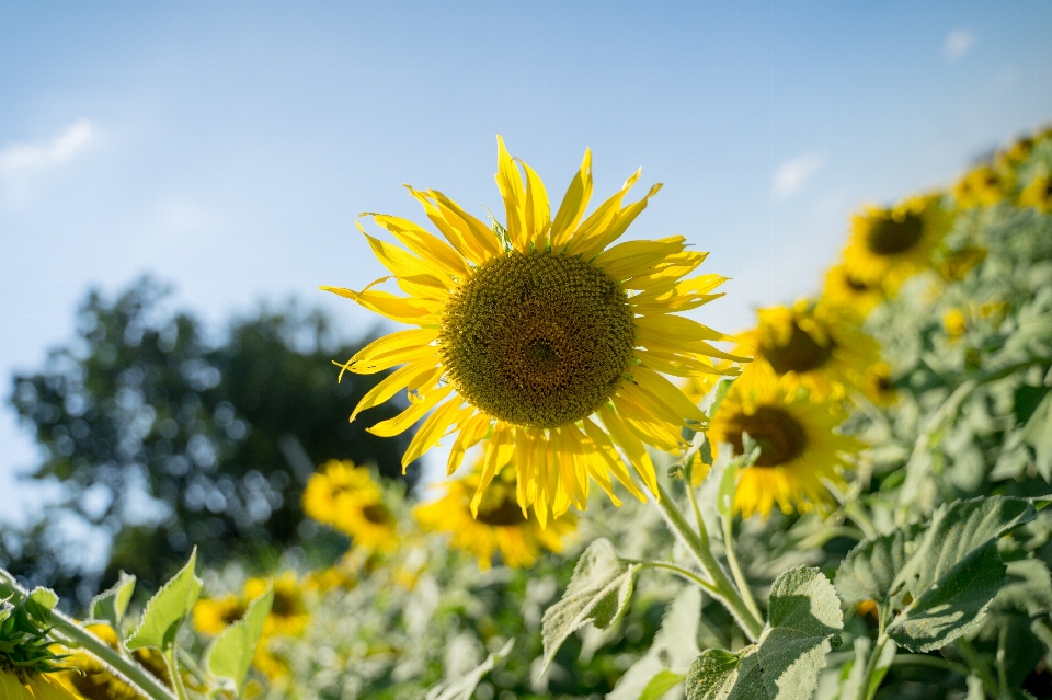 Sonnenblume blume blühende pflanze
 anlage