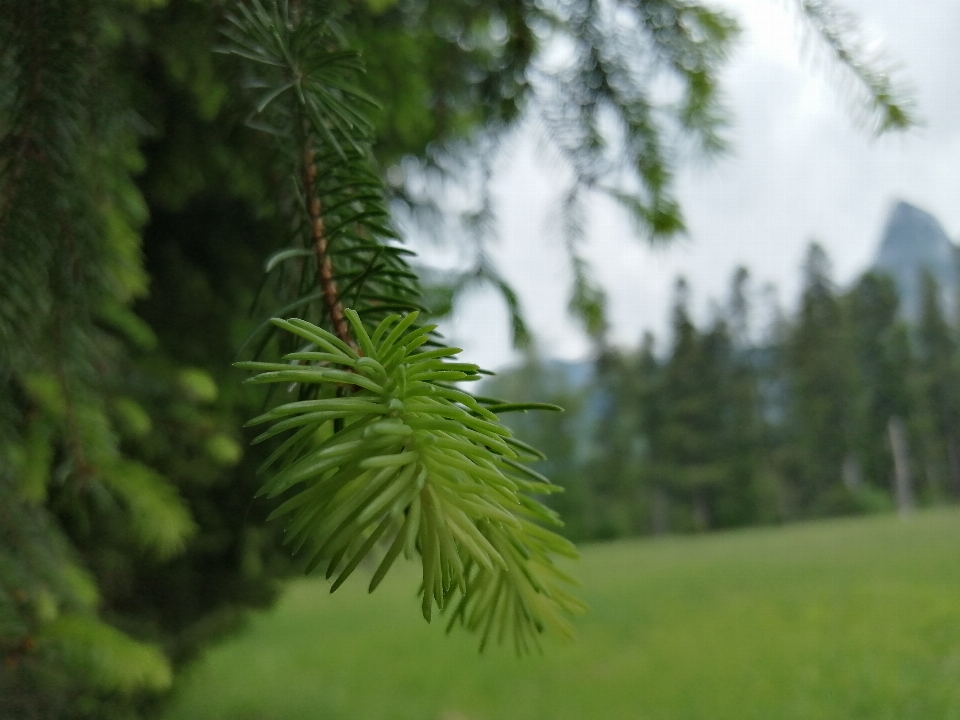 Fir buds nature vegetation