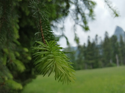 Foto Abete mini cuffie natura vegetazione