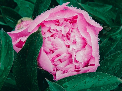 Peony flower pink drops Photo