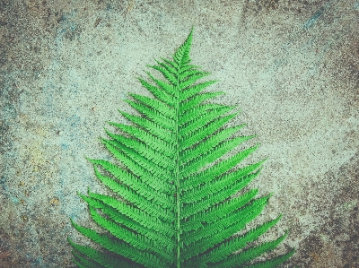 Fern nature green sheet Photo