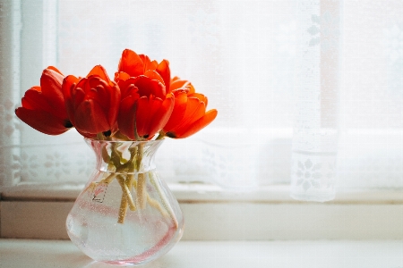 Foto Fiore arancia rosso tagliare i fiori
