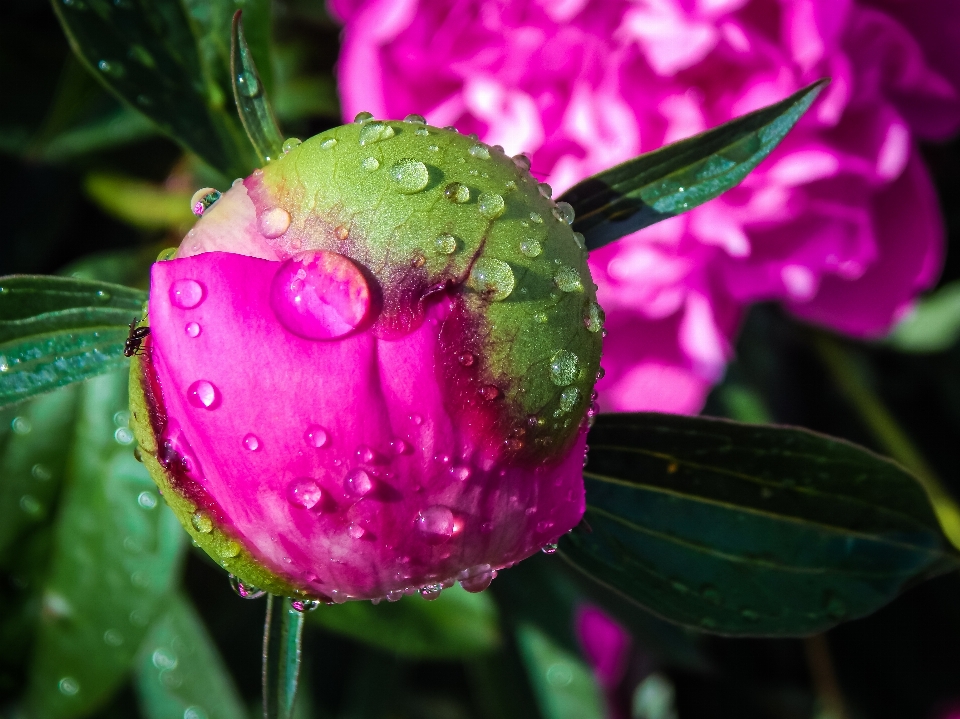 Green nature flower background