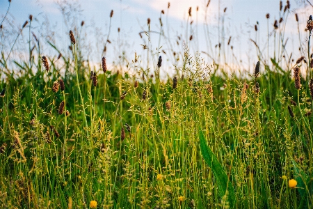 Grass green vegetation plant Photo