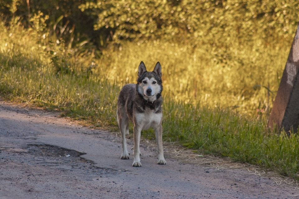 Perro camino mamífero vertebrado
