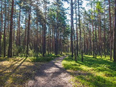 森 木 自然環境
 自然の風景
 写真