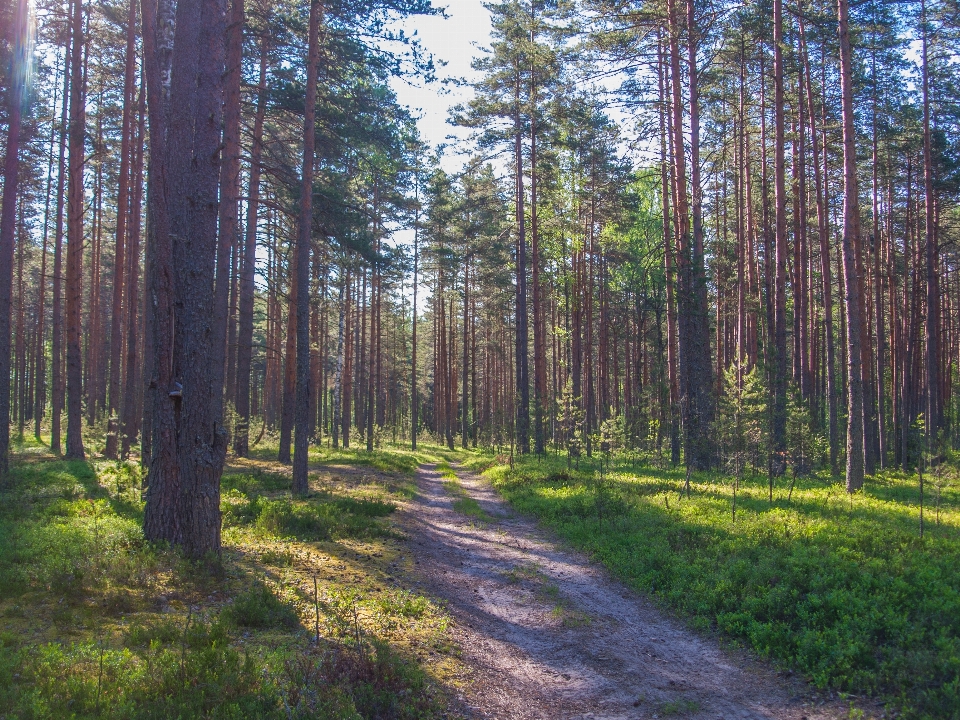 Wald baum natürliche landschaft
 natürlichen umgebung
