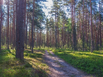 森 木 自然の風景
 自然環境
 写真