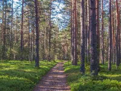 Forest tree natural landscape environment Photo