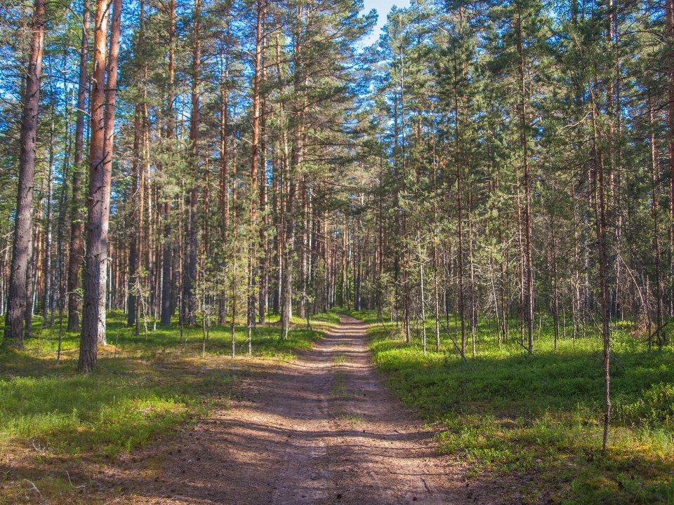 Foresta albero ambiente naturale
 paesaggio