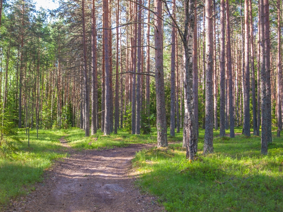 Wald baum natürlichen umgebung
 natürliche landschaft
