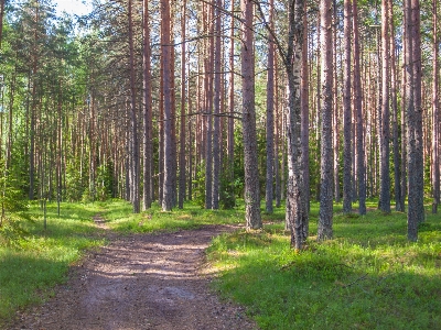 Forest tree natural environment landscape Photo