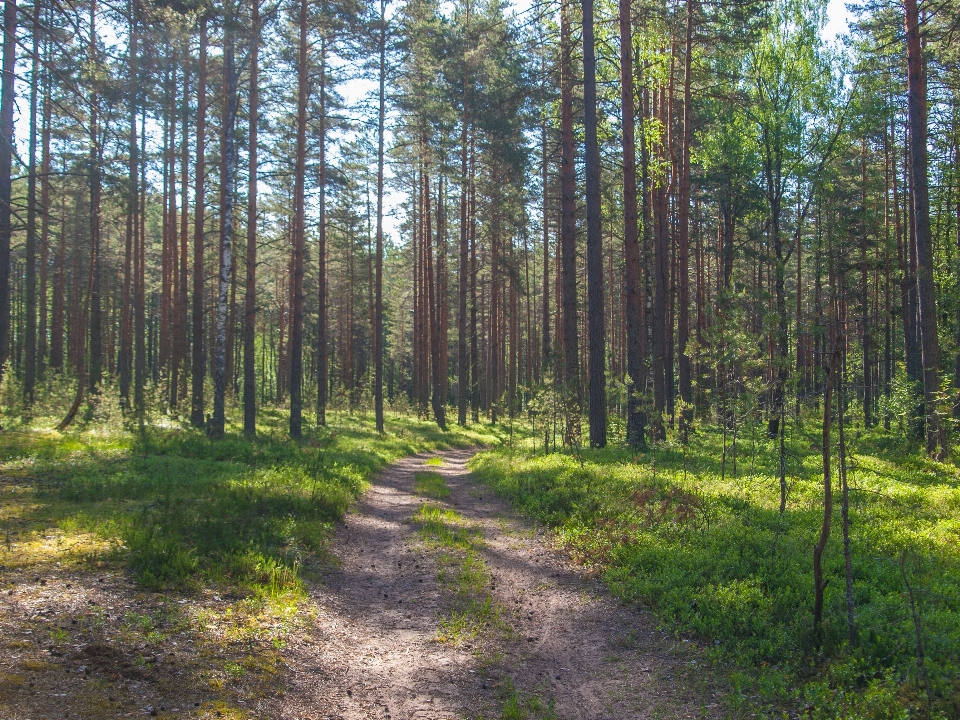 Forêt arbre environnement naturel
 en épicéa pour la forêt
