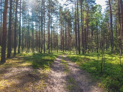 森 木 自然環境
 自然の風景
 写真