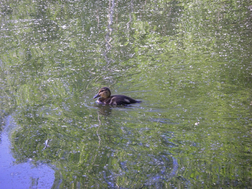 Oiseau canard eau d'eau
