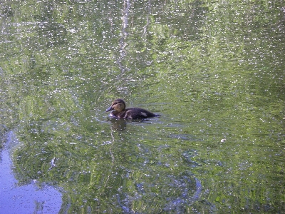 Bird duck water Photo